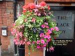 hanging-baskets 001