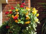 hanging-baskets 008