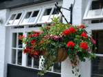 hanging-baskets 012