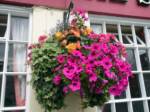 hanging-baskets 013