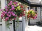 hanging-baskets 016