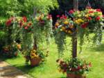 hanging-baskets 019