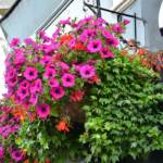 hanging-baskets 024