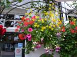hanging-baskets 025