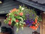 hanging-baskets 036