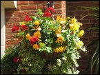 hanging-baskets 041