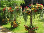 hanging-baskets 046