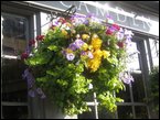 hanging-baskets 047