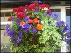 hanging-baskets 049