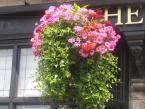 hanging-baskets 050