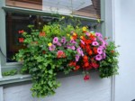 window-boxes 018