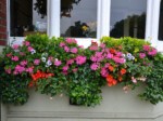 window-boxes 020