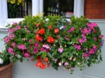 window-boxes 021