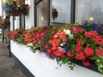 window-boxes 023