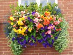 window-boxes 032